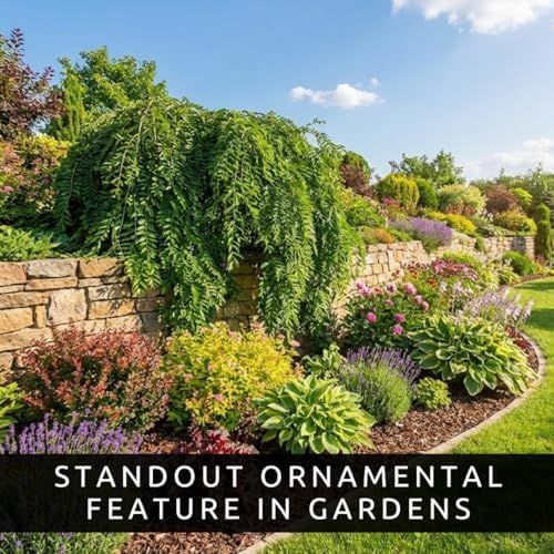 Waterfall Willow Tree Cuttings to Grow (2 Cuttings) – Live Weeping Willow Starts for Planting – Fast Growing Ornamental Landscape Tree – Easy to Root Hardwood Cuttings - Image 2