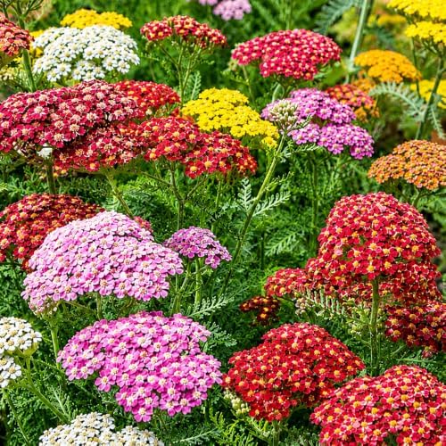 Yarrow Seeds for Planting, Achillea millefolium, Heirloom Non-GMO, High Germination Drought Tolerant Perennial Wildflower for Pollinator Gardens Meadows and Borders, 12000 Count - Image 6