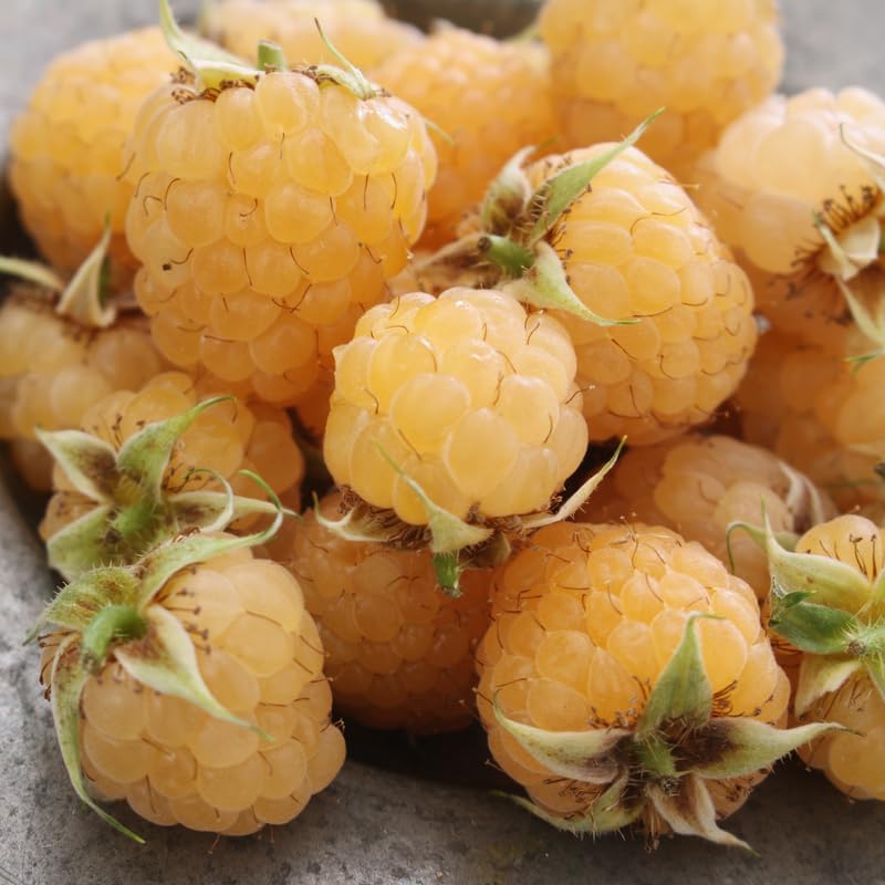 2 Golden Raspberry Live Plants, 5-9 Inch Tall Berry Bushes - Image 2