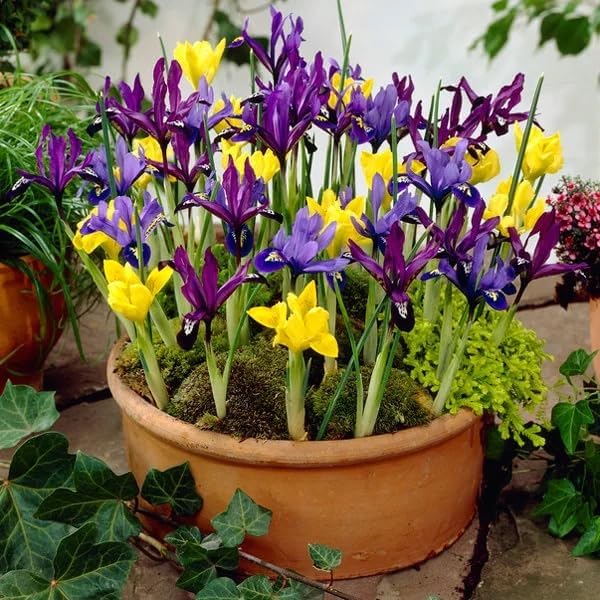 Votaniki Dwarf Specie Iris Mix (Mini Iris) – Perennial & Fragrant Flowering Bulbs, Long Lasting Blooms | Iris Reticulata and Danfordiaea Mix Bulbs for Planting | Easy to Grow (24 Pack) - Image 2