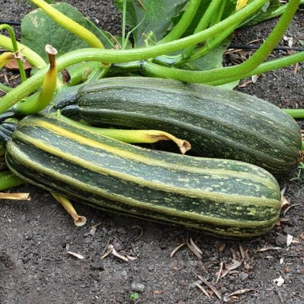 25 Organic Cocozelle Zucchini Summer Squash Seeds for Planting. Non GMO and Heirloom. 3 Grams of Seeds. Garden Vegetable Survival by Unknown