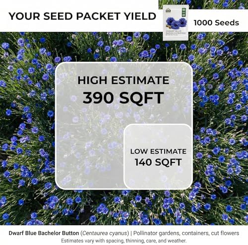 1000 Dwarf Blue Bachelor Button Flower Seeds for Planting, Centaurea cyanus (Cornflower), Heirloom, Non-GMO, USA Grown - by RDR Seeds - Image 2