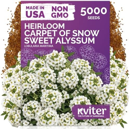 KVITER 5000 Carpet of Snow Sweet Alyssum Seeds (Lobularia Maritima) - Sweet Alyssum Flower Seed Packets, White Fragrant Ground Cover - Long Blooming Flower Seeds for Borders, Container, Outdoor Garden by KVITER