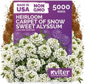 KVITER 5000 Carpet of Snow Sweet Alyssum Seeds (Lobularia Maritima) - Sweet Alyssum Flower Seed Packets, White Fragrant Ground Cover - Long Blooming Flower Seeds for Borders, Container, Outdoor Garden by KVITER
