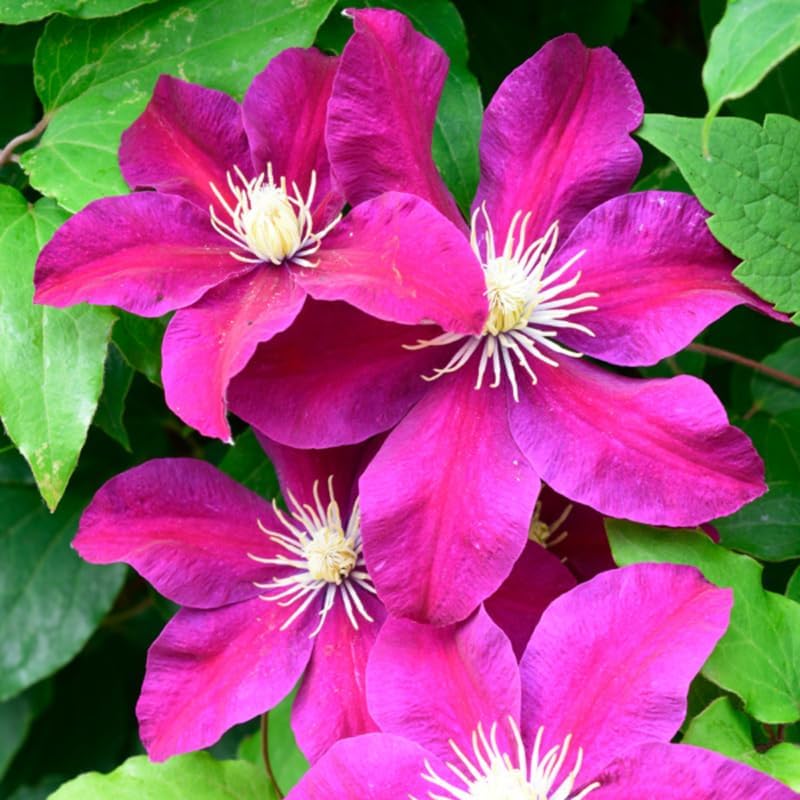 Burgundy Clematis Live Plant, 2.5" Pot, Fragrant Flowering Vine - Image 2