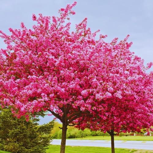 Redbud Tree Live Plant, Pink Flowering Ornamental Tree, 26-28 Inch Tall by AKTRD
