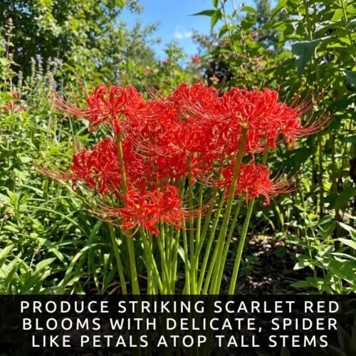 3 Heirloom Red Spider Lily (Lycoris Radiata) Bulbs, Fall Blooming Perennial - Image 2