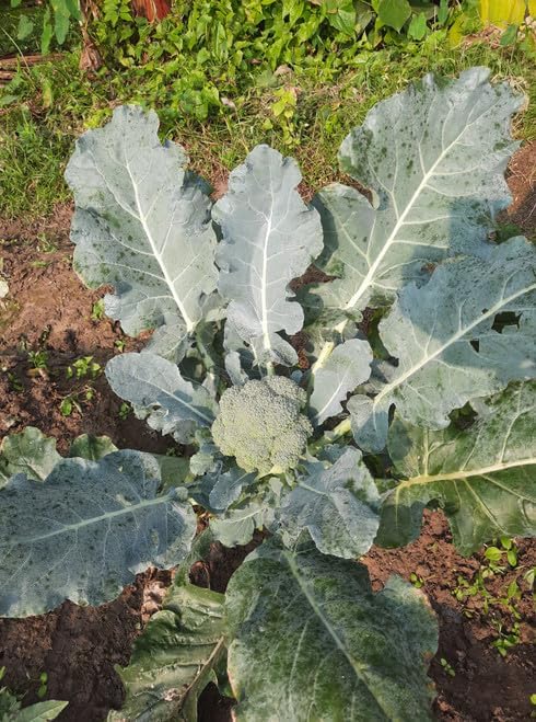 Broccoli Green Magic Live Plants, Heat Tolerant, Quick Maturity, 4 Count by Unknown