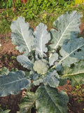 Broccoli Green Magic Live Plants, Heat Tolerant, Quick Maturity, 4 Count by Unknown
