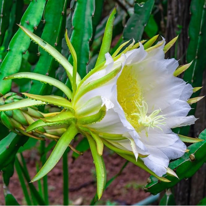 Dragon Fruit Edgar's Baby (4 Pack) | Real Live Fruit Plants for Sale | Rare Exotic Variety | Sweet Edible Fruit | Easy to Grow Live Plants for Organic Gardens. (Edgar's Baby) - Image 5