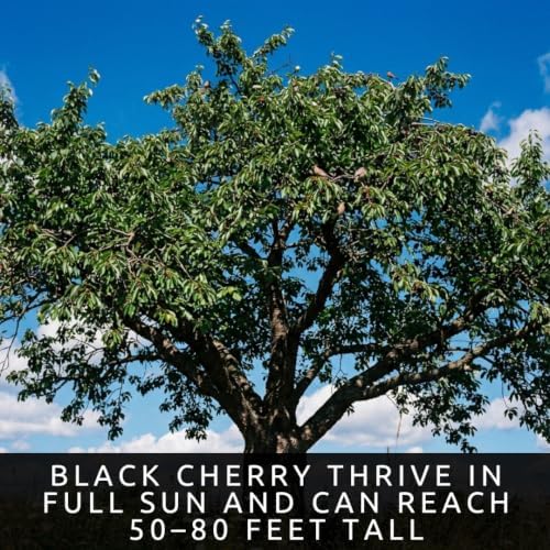 30 Black Cherry Tree Seeds | Prunus Serotina Native Tree Seeds for Planting - Image 2
