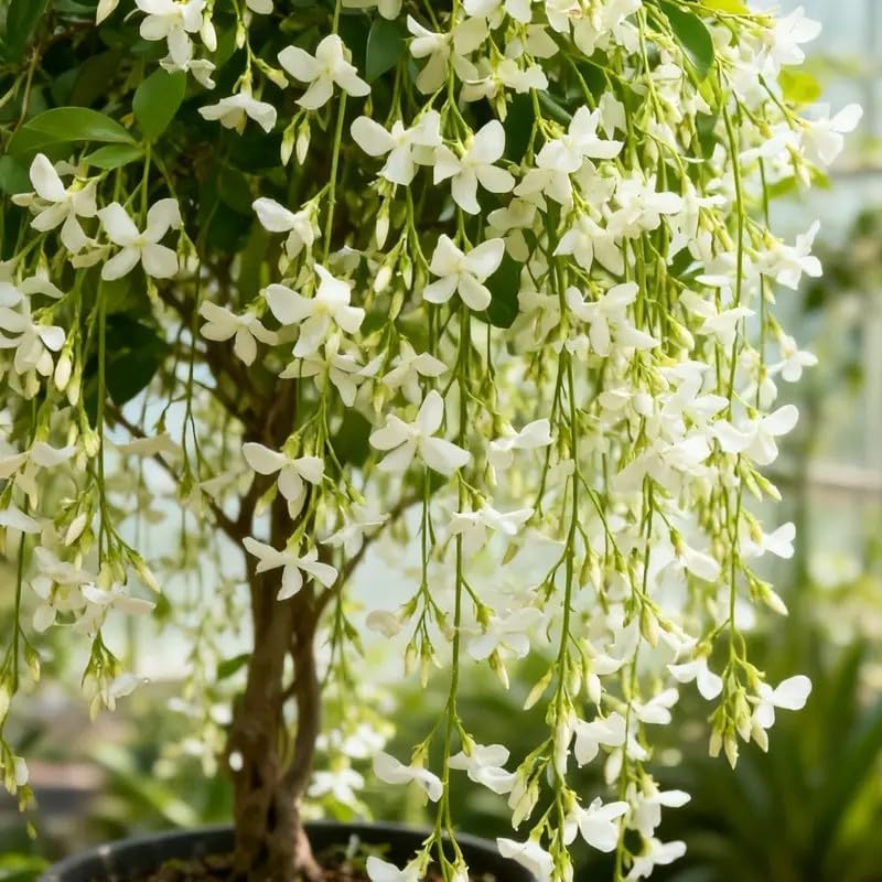 100 Climbing Jasmine Seeds for Planting – Fragrant Perennial Vine Flower Seeds, Non-GMO Heirloom, Evergreen Climbing Flowers for Garden, Balcony, Fence & Trellis - Image 3
