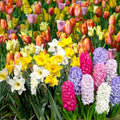 Complete Spring Flower Bulb Garden – Mixed Tulips, Daffodils & Hyacinths – 75 Bulk Bulbs for Colorful Spring Blooms – Easy Fall Planting - Plant in Gardens, Borders & Flowerbeds - Willard & May by WillardMay