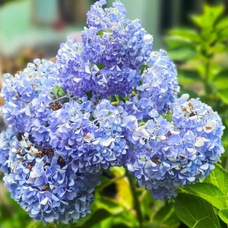 Blue Hydrangea Live Plant, Perennial Flowering Bush, 4-7'' Tall, 2.5'' Pot - Image 5