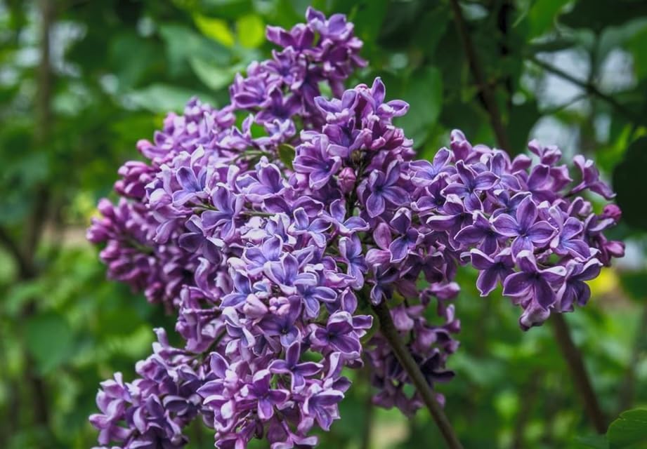 Syringa vulgaris ‘Albert F. Holden’ Lilac – Fragrant Purple Bicolor Lilac Shrub – Cold Hardy Flowering Bush – Pollinator Friendly Garden Plant – Live Starter Plant - Image 5