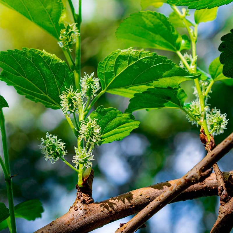 Mulberry Dwarf Everbearing Plant (4 Pack) | Real Live Fruit Plants for Sale| Easy to Grow Live Plants for Organic Gardens | Ideal for Home Gardens, Organic Landscaping, and Indoor or Outdoor Planting. - Image 5
