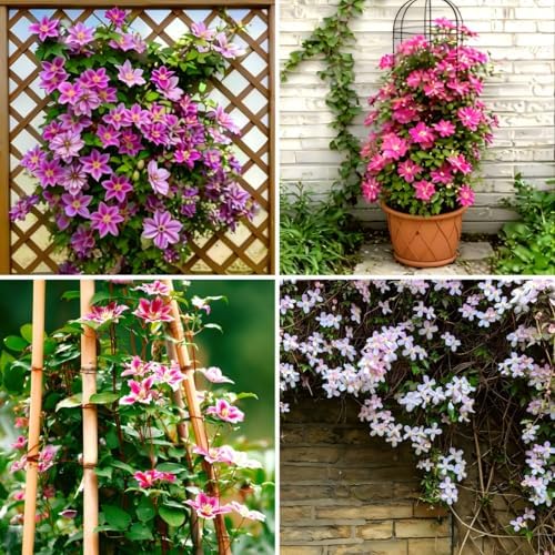 CarpetC 200+ Mixed Clematis Seeds for Planting, Perennial Climbing Vine Large Blooms, Non-GMO Heirloom Flower Seeds for Trellises, Arbors & Garden Fences - Image 2