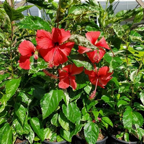 4 Red Hibiscus Plants Live, Cold Hardy Flower Bush, 4-7" Tall - Image 5