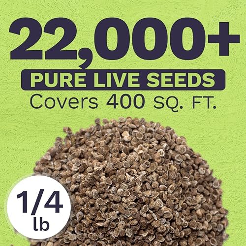 Chinese Forget Me Not Wildflower Seeds - Bulk 1/4 Pound Bag - Over 22,000 Open Pollinated Seeds - Blue Cynoglossum amabile - Image 3