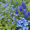 Ferry-Morse Blue Bulk Wildflower Seeds, 100,000+, 1 lb by FerryMorse