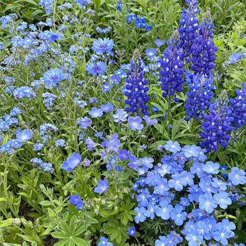 Ferry-Morse Blue Bulk Wildflower Seeds, 100,000+, 1 lb by FerryMorse