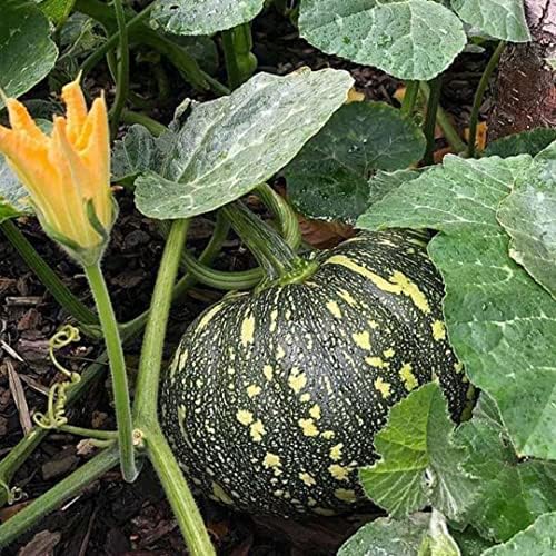 Puerto Rican Pumpkin/Calabaza ( 25 Seeds) - Open pollinated, heirloom - Image 2