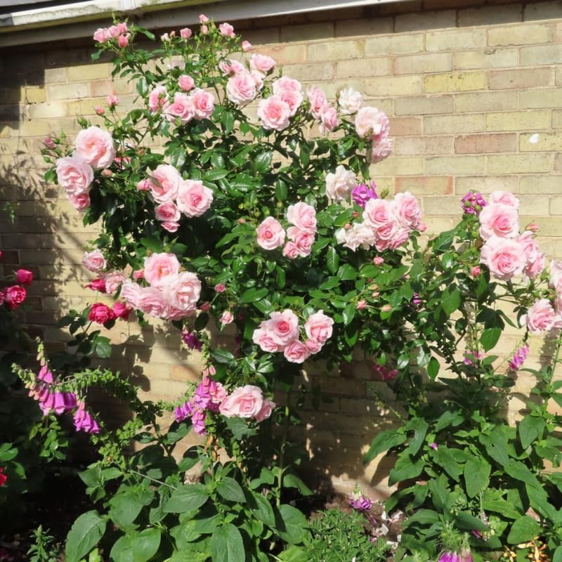 Climbing Live Rose Plant, Reblooming Rose Bush - Image 6