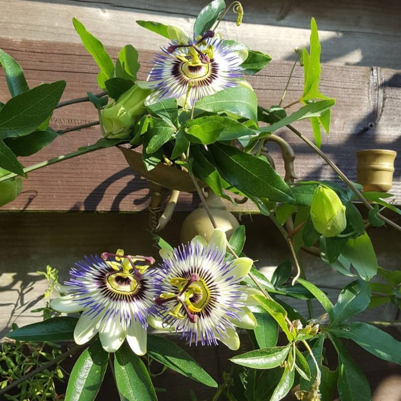 2 Blue Passion Flower Live Plants, Passiflora Vine to Grow 5-7" Tall - Image 3