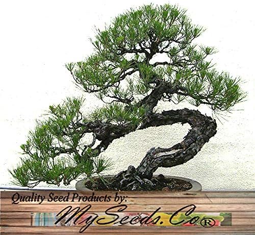 Big Pack Bonsai Tree Seeds - Japanese Black Pine Tree (150 Seeds), Pinus thunbergiana Pine Tree Seeds - Non-GMO Seeds by MySeeds.Co (Big Pack - Japanese Black Pine) - Image 7