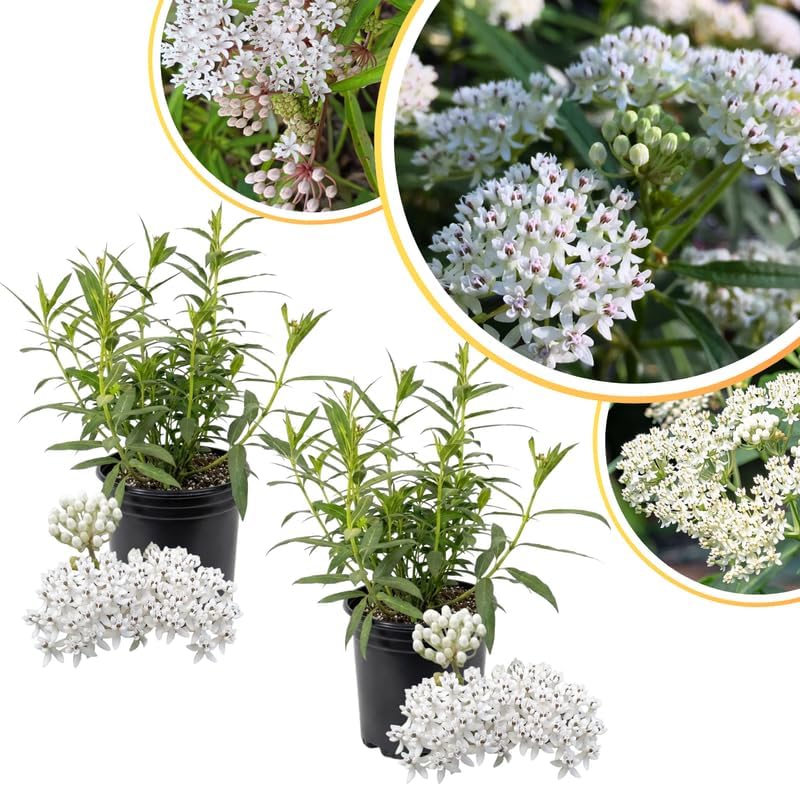 2 White Milkweed Plants Live, Asclepias Tuberosa Perennial, 4-8 Inch Tall - Image 3