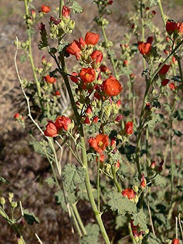 20 Apricot Desert GLOBEMALLOW Mallow Sphaeralcea Ambigua Flower Seeds - Image 4