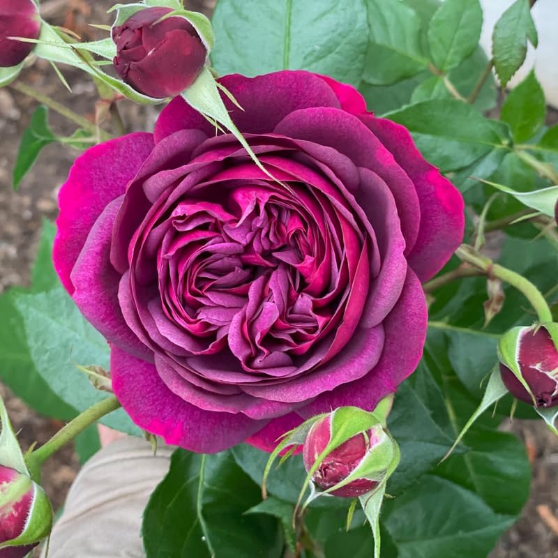 Purple Rose Live Plant, Flower Rose Plant, 5-9 Inch Tall - Image 5