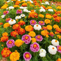 1000+ Marigold Seeds for Planting, Mixed Color Marigold Seeds Heirloom Garden Flower, Flower to Plant Open Pollinated Annual Flowers for Vibrant Annual Blooms Pots Outdoor Garden by Unknown