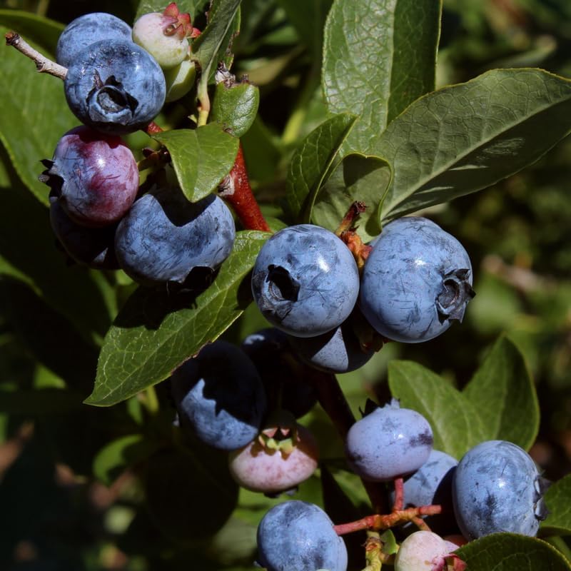 Highbush Blueberry Live Plant, Perennial Berry Bush, 5-10 Inch Tall by AVERAR
