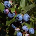 Highbush Blueberry Live Plant, Perennial Berry Bush, 5-10 Inch Tall by AVERAR