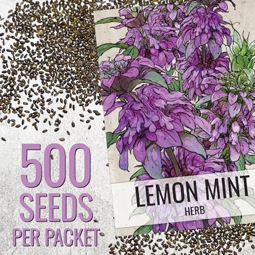 Seed Needs Lemon Mint Seeds to Plant an Herb Garden - 1 Pack - Image 3