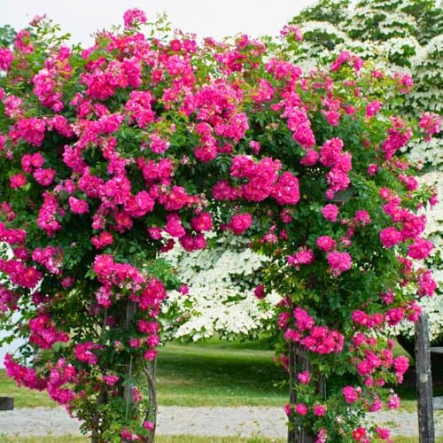 Pink Blossom Climbing Live Rose Plant, Flower, 5-10 Inch Tall by PlantsSeedsBulbs