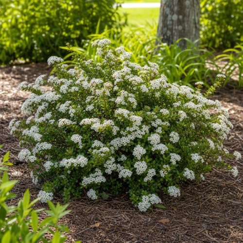 Walters Whorled Class | 3 Live Plants | Viburnum Obovatum | Perennial Aster, Late Season Blooms, Pollinator Friendly, Native Wildflower, Low Maintenance Garden, Attracts Butterflies - Image 4