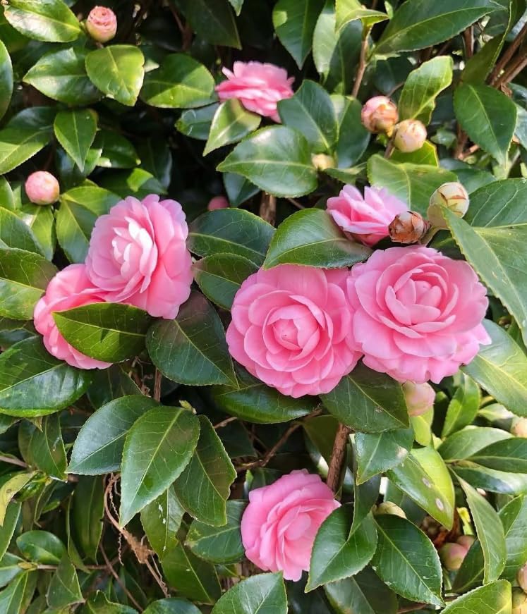 Camellia Live Plants Pink Tea Flowers Shrub Camellia Japonica Tree Fragrant Flower Woody Shrub 4" Pot - Image 3