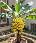 Banana Tree Seeds for Planting – 10 Seeds – Grow Your Own Tropical Banana Plant for Indoor, Patio, or Bonsai Display, Fruit-Bearing, Easy-to-Grow from Seed by CZGrain
