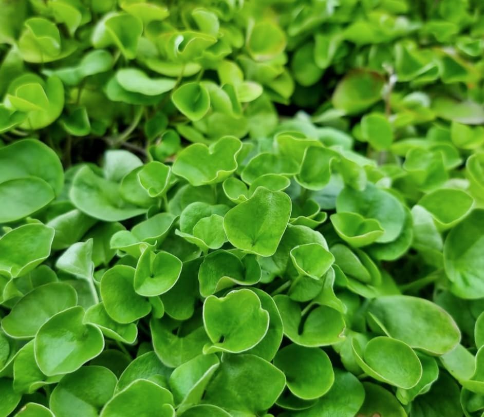 Dichondra Plant, Dichondra Ground Cover Plant for Planting, Ideal Lawn Alternative in Sun or Shady, 4" Pot (Green Falls Dichondra) - Image 7