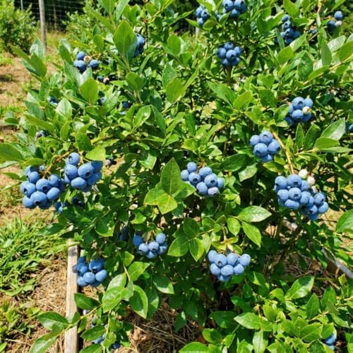 Bright Blueberry Live Plant, Sweet Berry Bush, 1-2 Ft Tall, Gallon Pot - Image 4