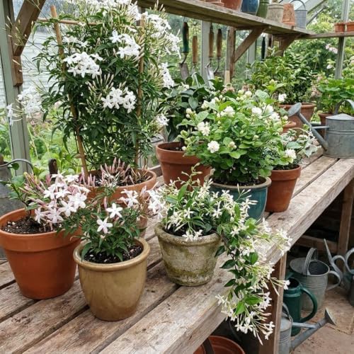 Random Jasmine Vine Live Plant, Patio Container Flower, 4-7 Inches - Image 7