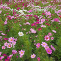 Ferry-Morse Bulk Cosmos Seed Mix, 68,000+, 1 lb by FerryMorse
