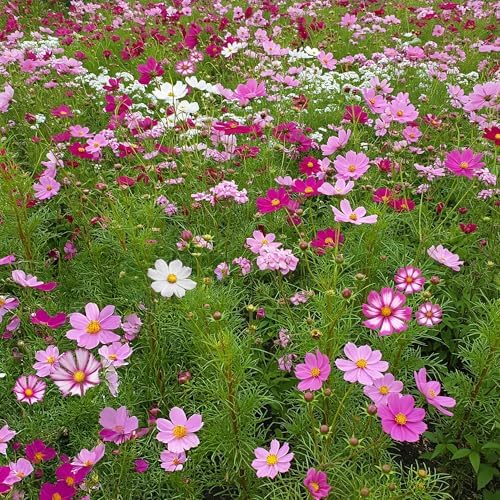 Ferry-Morse Bulk Cosmos Seed Mix, 68,000+, 1 lb by FerryMorse