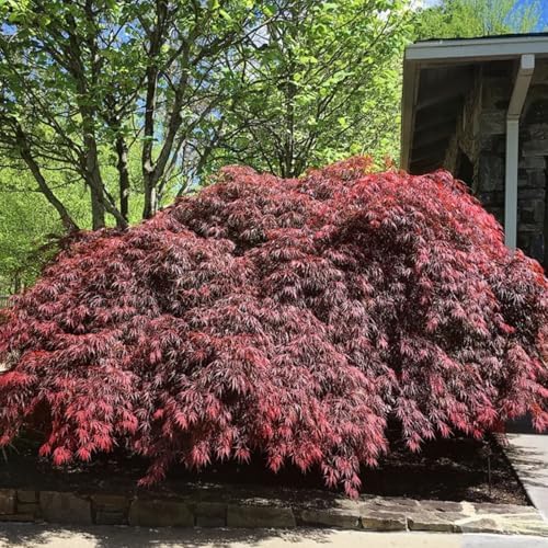 Tamukeyama Japanese Red Maple Live Tree, 1-2 ft, 1 gal Pot - Image 5