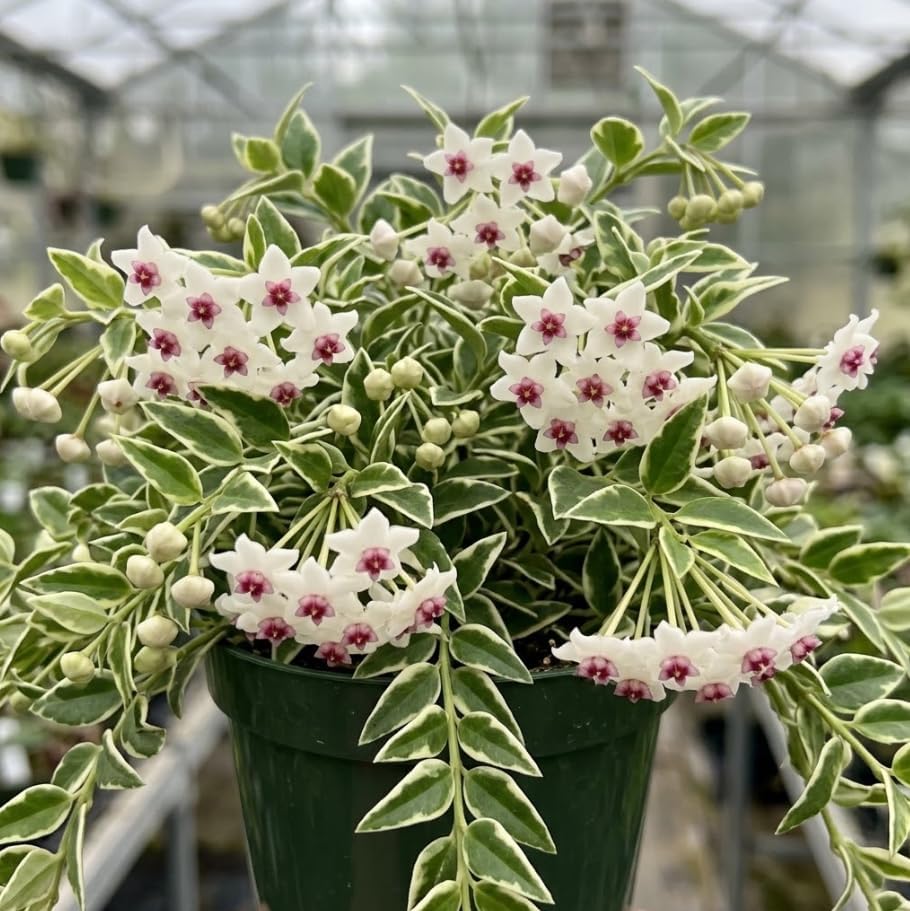 Rare Hoya Variegated Live Plant 5–7 Inches Tall, Rooted Wax Vine Houseplant, Tropical Indoor Climbing Hoya, Fragrant White Flowers, No Pot - Image 4