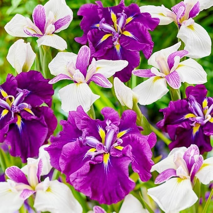 150 Iris Seeds for Planting Outdoor, Non-GMO Heirloom Mixed Bearded Varieties, Perennial, Vibrant Fragrant Blooms, Deer & Drought Tolerant, for Garden Beds, Rock Gardens and Patio Border - Image 3