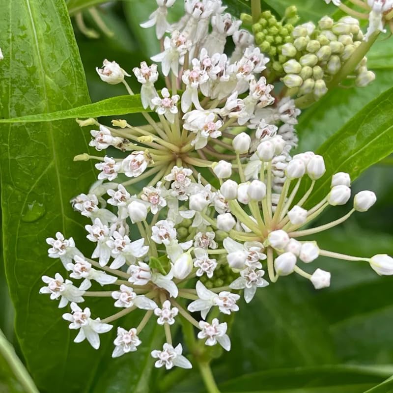 2 White Milkweed Live Plants, Perennial Flower Plant, 4-8 Inch Tall - Image 2