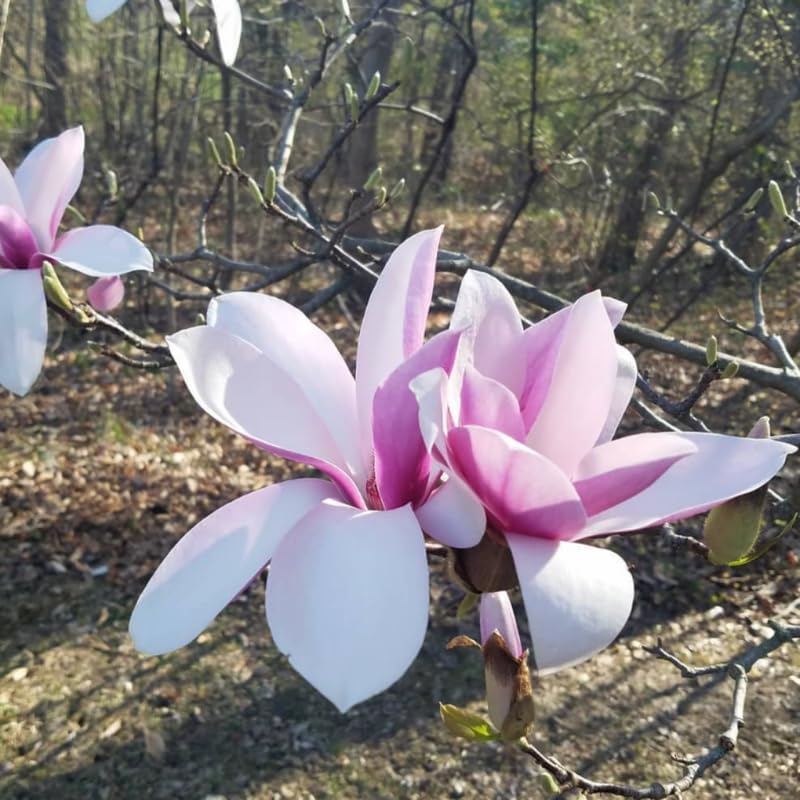 Jane Magnolia Flower Tree, Hardy Ornamental Flowering Plant, Gallon Pot - Image 7